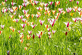 Lady Tulip (Tulipa clusiana), Tulipa clusiana 'Peppermint Stick', Tulipa clusiana var. chrysantha, Parc Floral Vincennes, Paris, France
