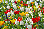 Spring bulb bed, Tulips