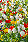 Spring bulb bed, Tulips