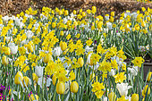 Spring bulbs bed, Tulips and Daffodils