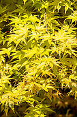 Japanese Maple (Acer palmatum) 'Shin Deshojo'