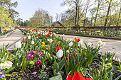 Spring bulb bed, Tulips and primeroses, Parc Floral Vincennes, Paris, France
