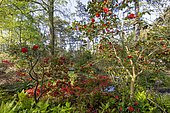 Japanese Camellia (Camellia japonica) 'Adolphe Audusson', Vivid Red Azalea, Ostrich Fern (Matteuccia struthiopteris), Parc Floral de Vincennes, Paris, France
