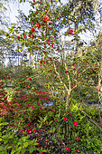 Japanese Camellia (Camellia japonica) 'Adolphe Audusson', Vivid Red Azalea, Ostrich Fern (Matteuccia struthiopteris), Parc Floral de Vincennes, Paris, France