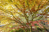 Japanese Maple (Acer palmatum) 'Shin Deshojo'