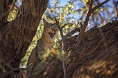 Southern African wildcat (Felis silvestris cafra) hidding in tree trunk in Kgalagadi transfrontier park, South Africa
