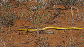 Cape cobra (Naja nivea) moving in red sand in Kgalagadi transfrontier park, South Africa