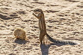 Cape ground squirrel (Xerus inauris) standing and eating in Kgalagadi transfrontier park, South Africa