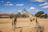 Giraffe (Giraffa camelopardalis) mother and cub in desert land in Kgalagadi transfrontier park, South Africa