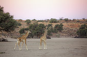 Two young Giraffes (Giraffa camelopardalis) in desert land in Kgalagadi transfrontier park, South Africa