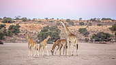 Giraffe (Giraffa camelopardalis) couple and two cubs in dry land scenery in Kgalagadi transfrontier park, South Africa