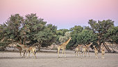 Small group of Giraffes (Giraffa camelopardalis) in dry land scenery in Kgalagadi transfrontier park, South Africa
