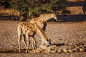 Two young Giraffes (Giraffa camelopardalis) drinking at waterhole in Kgalagadi transfrontier park, South Africa ; Specie