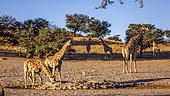 Giraffe (Giraffa camelopardalis) female with two cubs drinking at waterhole in Kgalagadi transfrontier park, South Africa