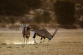 South African Oryx (Oryx gazella) running in morning light dust in Kgalagadi transfrontier park, South Africa