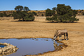 South African Oryx (Oryx gazella) drinking in waterhole in desert land in Kgalagadi transfrontier park, South Africa