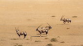 Four South African Oryx (Oryx gazella) standing in desert land in Kgalagadi transfrontier park, South Africa