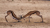 Two Springbok (Antidorcas marsupialis) dueling in Kgalagari transfrontier park, South Africa