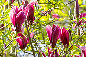 Lily Magnolia (Magnolia liliiflora) 'Nigra', flowers