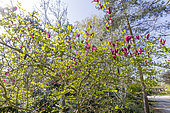 Lily Magnolia (Magnolia liliiflora) 'Nigra', in bloom
