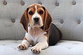 Beagle puppy lying on a couch