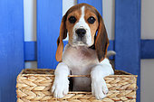 Portrait of a beagle puppy in studio