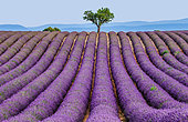 Picturesque tree in the middle of a lavender field against a blue sky and mountains in the distance. Plateau Valensole. Provence. France.