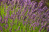 Lavender flowers on a lavender field. Close-up. Provence. France