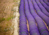 Picturesque lavender field and oat field. Plateau Valensole. Provence. France