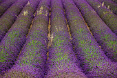 Picturesque fragment of a lavender field with oats. France. Provence. Plateau Valensole.
