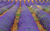 Picturesque lavender field. Plateau Valensole. Provence. France.