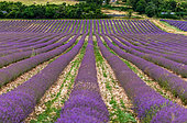 Picturesque lavender field. Plateau Valensole. Provence. France.