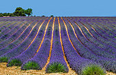 Picturesque lavender field against the backdrop of a beautiful sky. Plateau Valensole. Provence. France