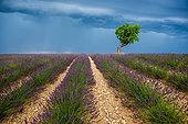 Lonely tree in the middle of a lavender field with a beautiful stormy dramatic sky. Plateau Valensole. Provence. France.