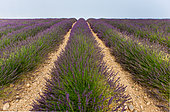 Picturesque lavender field. Plateau Valensole. Provence. France.