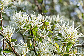 Snowy Mespilus (Amelanchier ovalis), flowers
