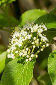 Wayfaring Tree (Viburnum lantana), flowers