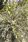 Warminster Broom (Cytisus praecox) 'Albus' in bloom