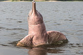 Amazon River Dolphin, Pink River Dolphin or Boto (Inia geoffrensis) , extremely rare picture of wild animal breaching , Threatened species (IUCN Red List), along Rio Negro, Amazon river basin, Amazonas state, Manaus, Brazil, South America
