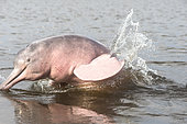 Amazon River Dolphin, Pink River Dolphin or Boto (Inia geoffrensis) , extremely rare picture of wild animal breaching , Threatened species (IUCN Red List), along Rio Negro, Amazon river basin, Amazonas state, Manaus, Brazil, South America