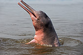 Amazon River Dolphin, Pink River Dolphin or Boto (Inia geoffrensis) , extremely rare picture of wild animal spyhopping, Threatened species (IUCN Red List), along Rio Negro, Amazon river basin, Amazonas state, Manaus, Brazil, South America