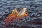 Amazon River Dolphin, Pink River Dolphin or Boto (Inia geoffrensis) , Two wild animals in tannin-rich water , extremely rare picture of wild animals spyhopping ,Threatened species (IUCN Red List), along Rio Negro, Amazon river basin, Amazonas state, Manaus, Brazil, South America