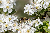 Abeille à miel (Apis mellifera) butinant les fleurs d'une Aubépine monogyne (Crataegus monogyna), Vaucluse, France