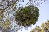 Witches broom on Aleppo pine (Pinus halepensis), Bouches-du-Rhone, France