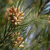 Aleppo pine (Pinus halepensis) dispersing pollen through wind, Bouches-du-Rhone, France