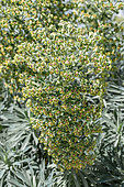 Mediterranean spurge (Euphorbia characias), inflorescence, Gard, France
