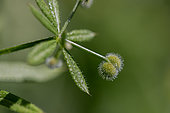 Cleavers (Galium aparine) sticky seeds, Gard, France
