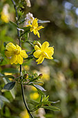Primrose jasmine (jasminum mesnyi), Gard, France