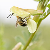 Eucère (Eucera sp) mâle s'introduisant dans une fleur de Vesce hybride (Vicia hybrida), Vaucluse, France