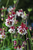 Columbine (Aquilegia sp) in flower in the garden